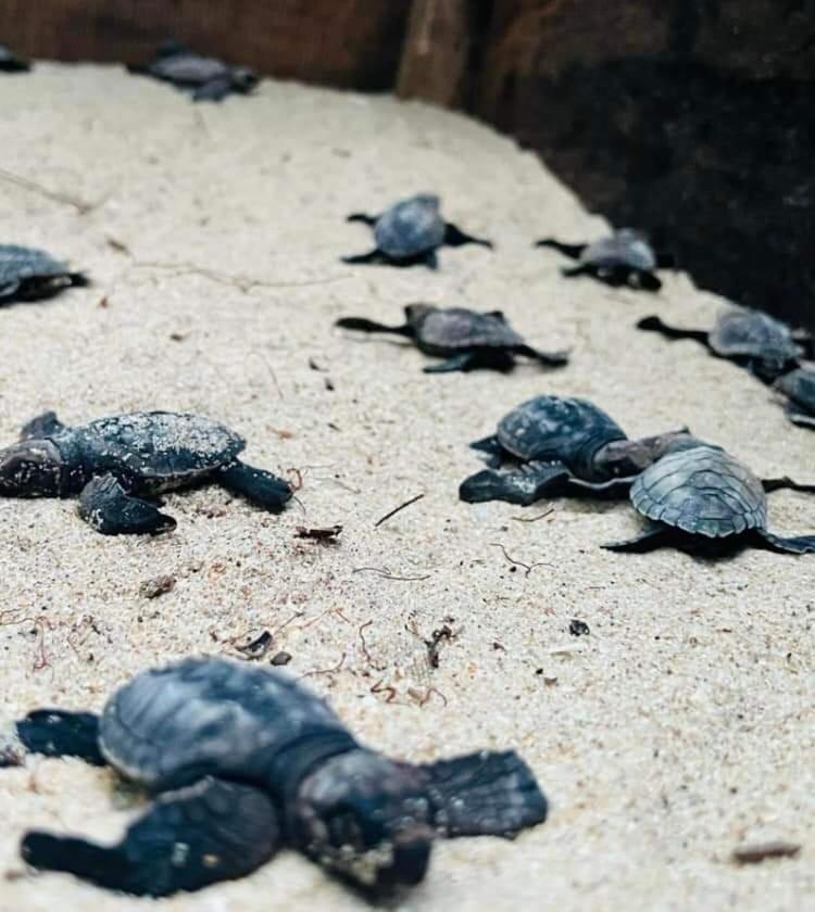 Jk House Turtle Point Hotel ดิคเวลลา ภายนอก รูปภาพ